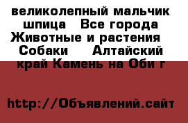 великолепный мальчик шпица - Все города Животные и растения » Собаки   . Алтайский край,Камень-на-Оби г.